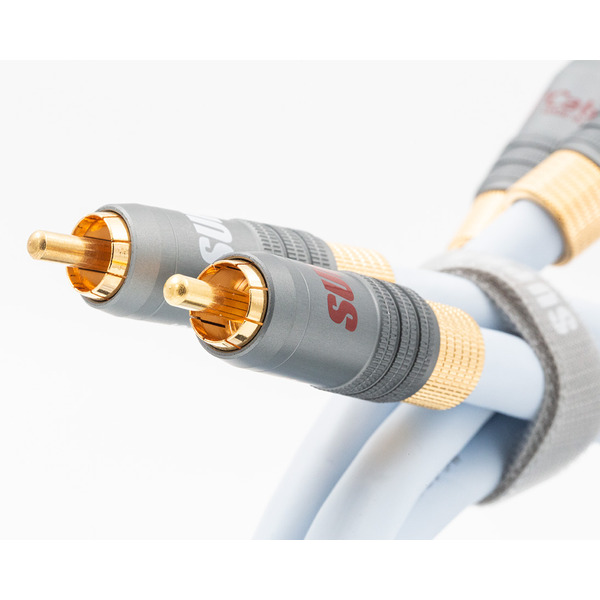 Xl-annorum-RCA_closeup.jpg